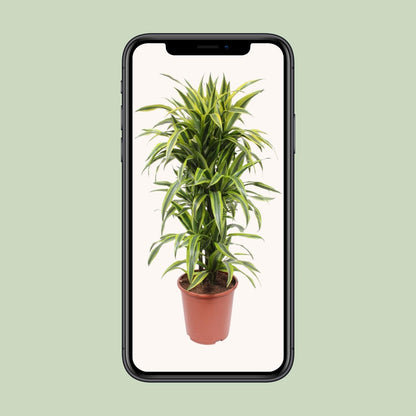Dracaena Lemon Lime – Pflegeleichte Zimmerpflanze Ø27cm