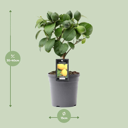 Citrus Lemon op Stamm – kompakter Zitronenbaum Ø15cm