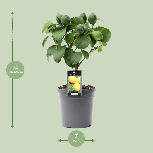 Citrus Lemon op Stamm – kompakter Zitronenbaum Ø15cm