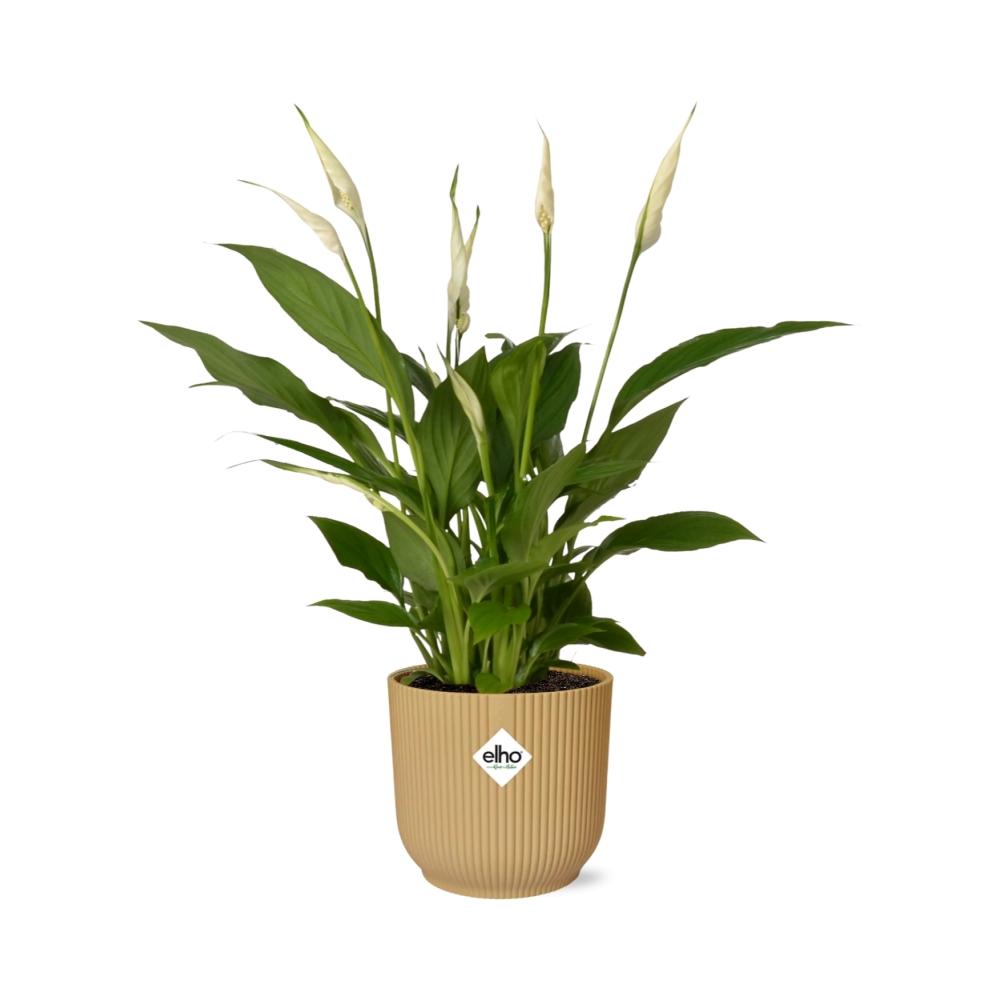 Spathiphyllum 12 cm Torelli in ELHO Vibes Fold 14 cm Gelb