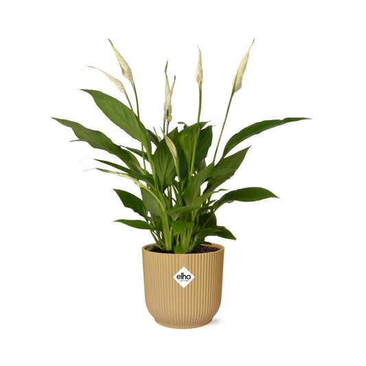Spathiphyllum 12 cm Torelli in ELHO Vibes Fold 14 cm Gelb