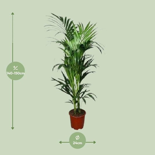 Kentia Palme – 150 cm – Pflegeleichte luftreinigende Zimmerpflanze