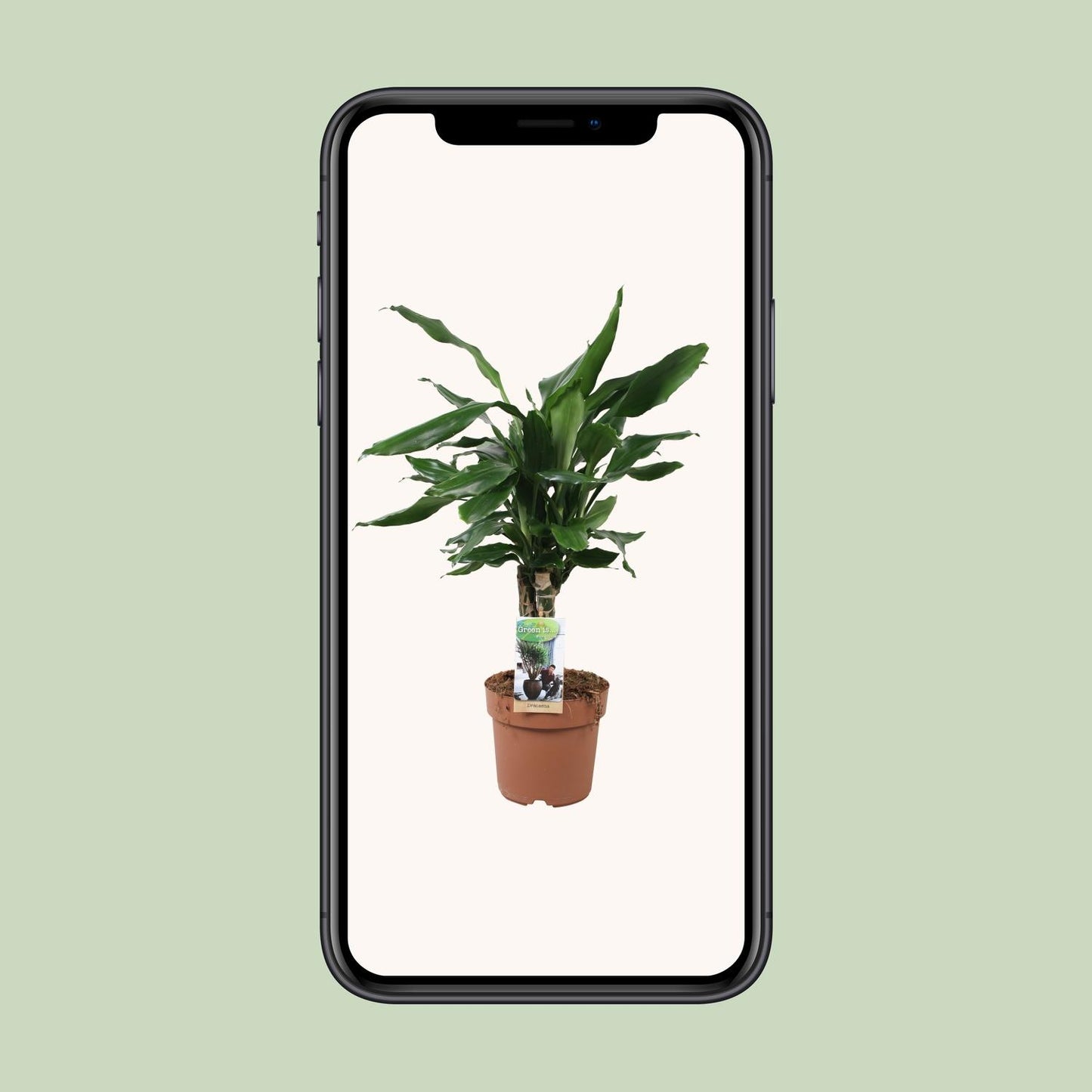 Drachenbaum Steudneri Green – 55 cm pflegeleicht & robust