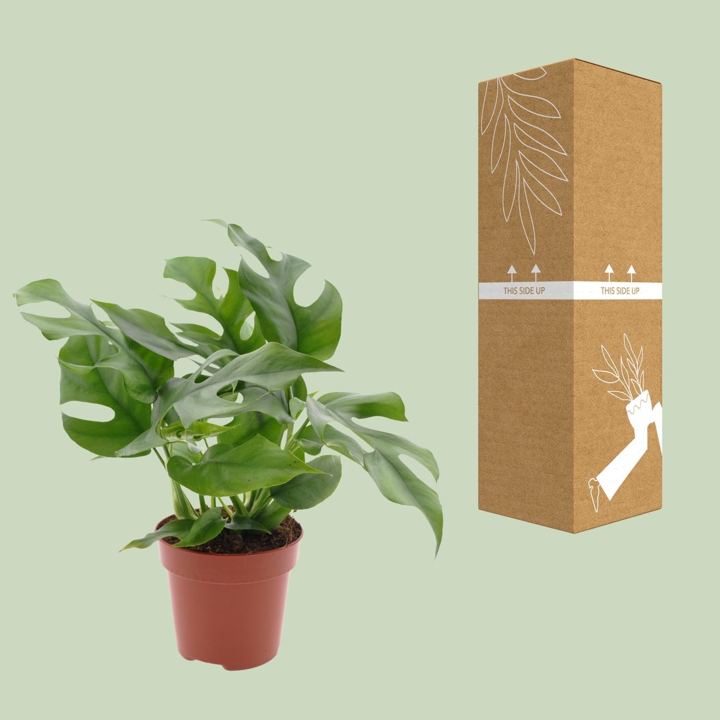 Monstera Minima Ø12cm – Pflegeleichte Zimmerpflanze