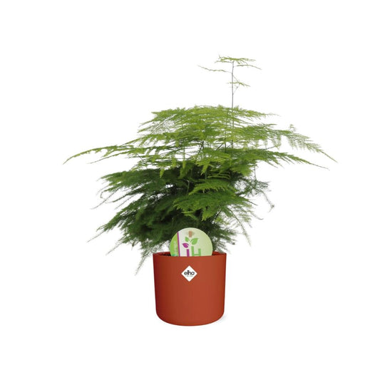 Asparagus ‘Plumosus’ – Pflegeleichter Spargelfarn 14 cm