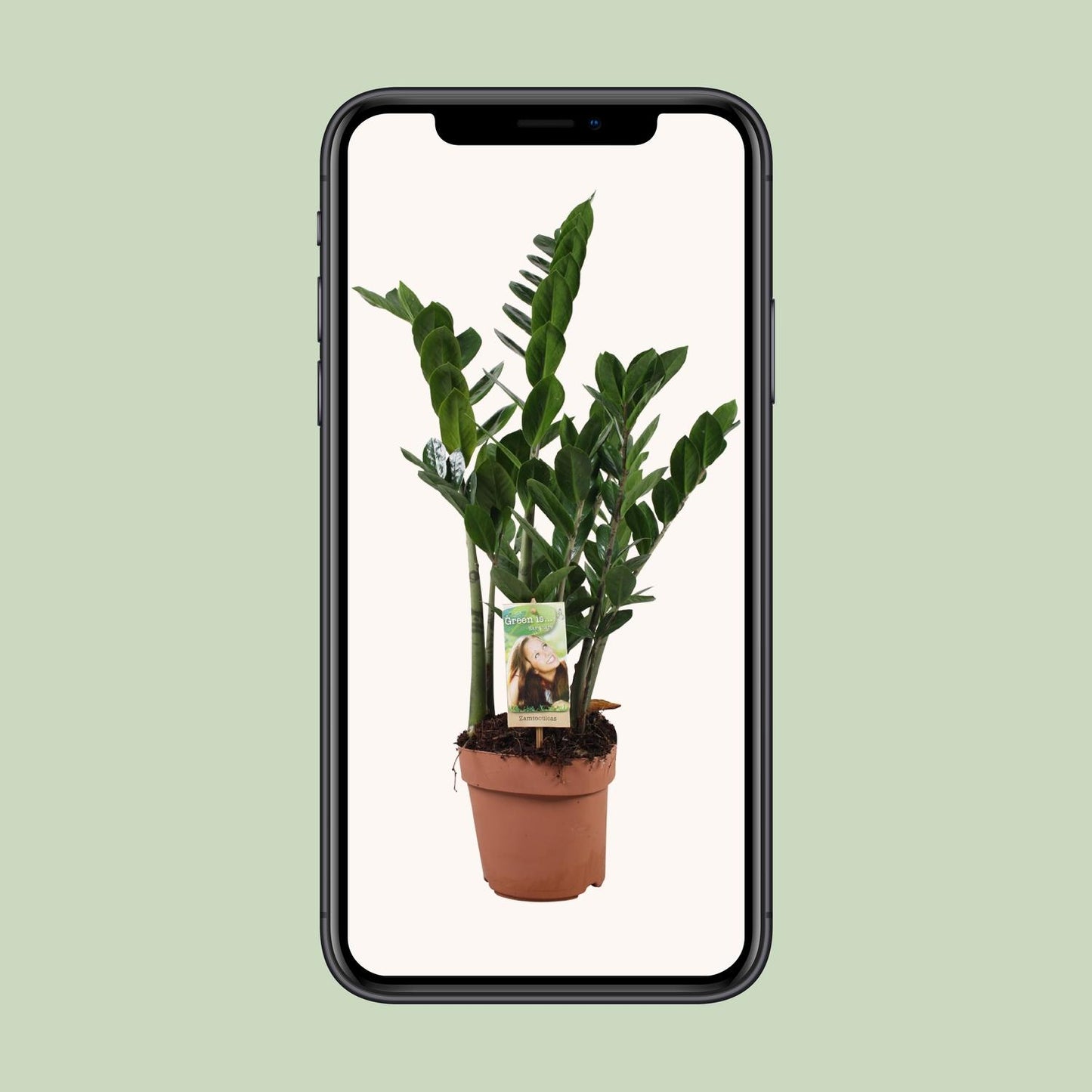 Zamioculcas (ZZ-Pflanze) – Pflegeleichte Zimmerpflanze Ø17 cm