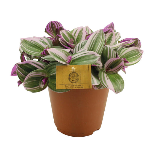 Tradescantia Nanouk – Bunte pflegeleichte Zimmerpflanze Ø15cm