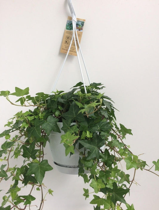 Hedera Helix Groen – Pflegeleichter Efeu im Hangtopf Ø17cm