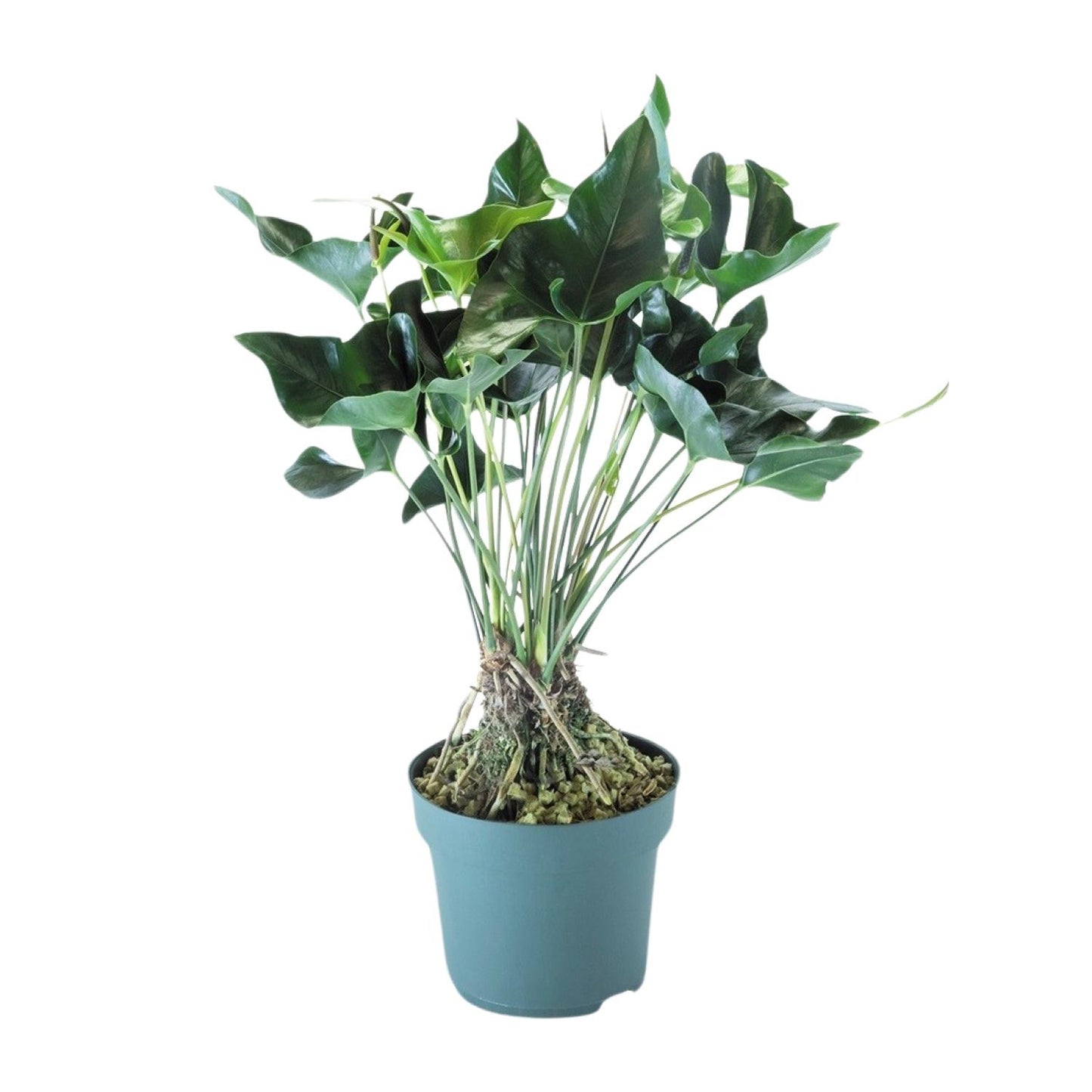 Anthurium Arrow – Pflegeleichte Zimmerpflanze Ø30cm, 80cm hoch