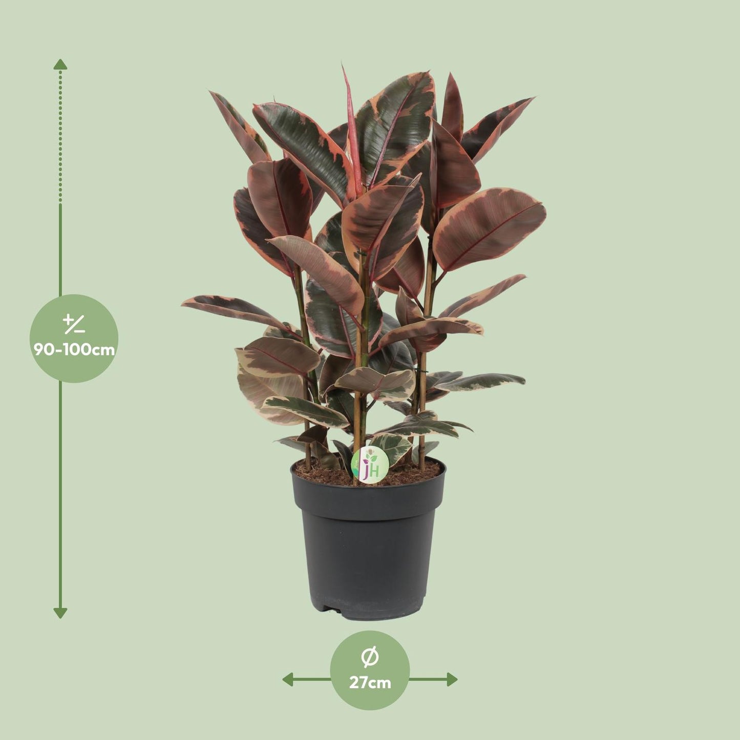 Ficus Belize – Pflegeleichte Zimmerpflanze Ø27cm