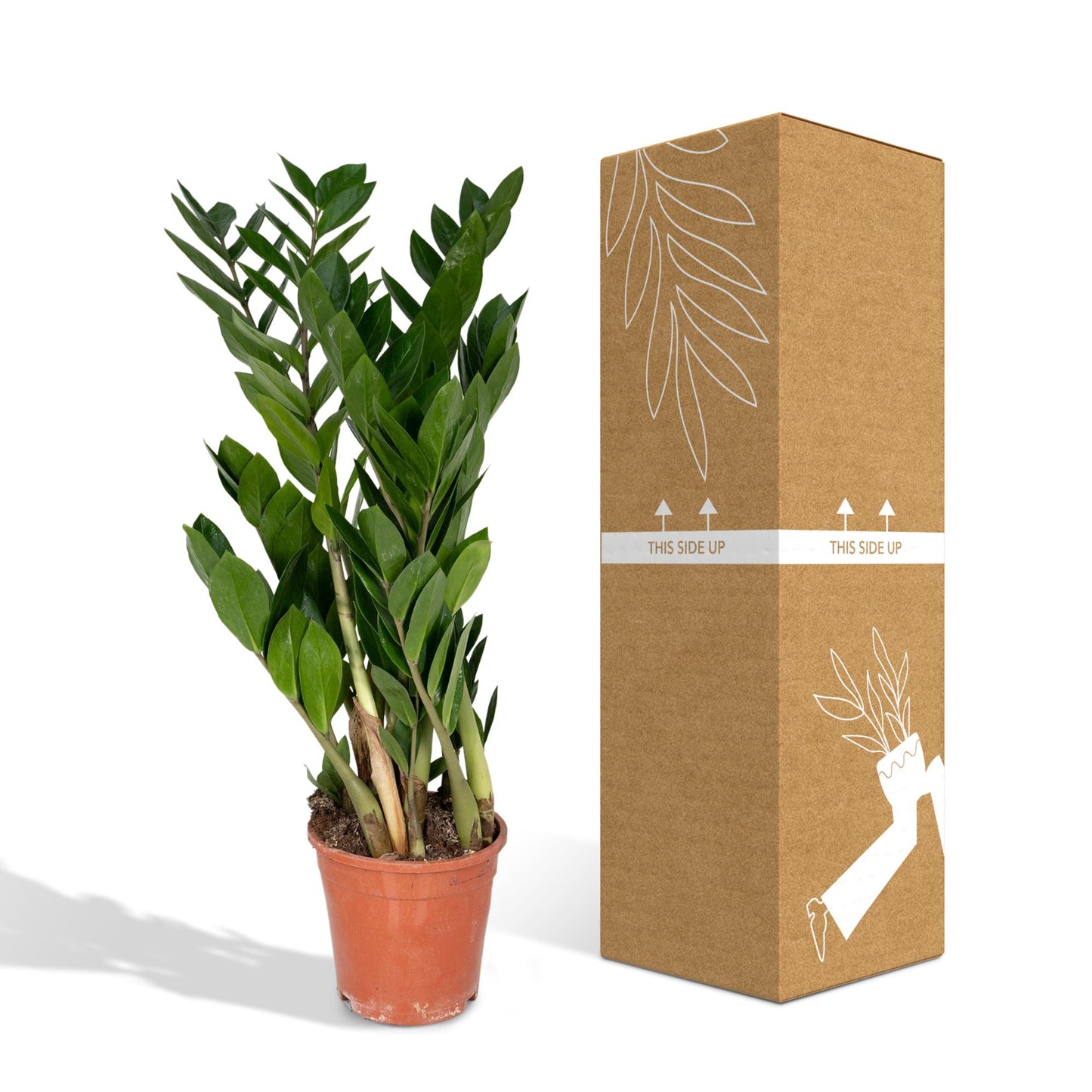 Zamioculcas Zamiifolia – Pflegeleichte Zimmerpflanze Ø17cm