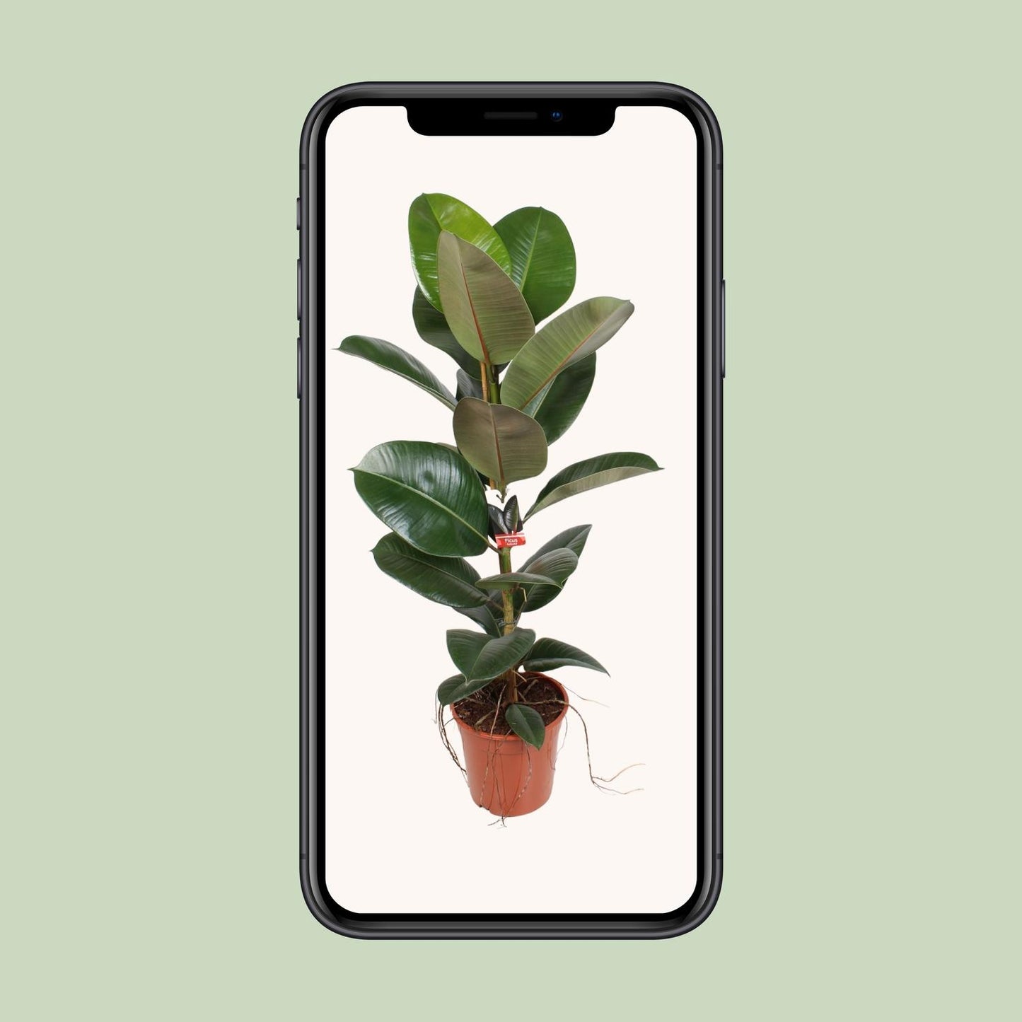 Gummibaum Robusta – 95 cm pflegeleichte Zimmerpflanze