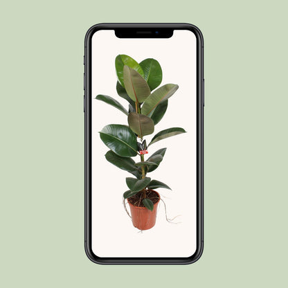 Gummibaum Robusta – 95 cm pflegeleichte Zimmerpflanze
