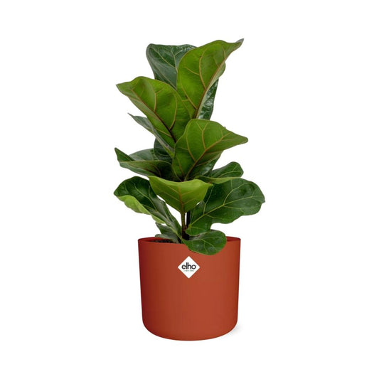 Ficus Lyrata ‘Bambino’ – Pflegeleichte Zimmerpflanze 14 cm