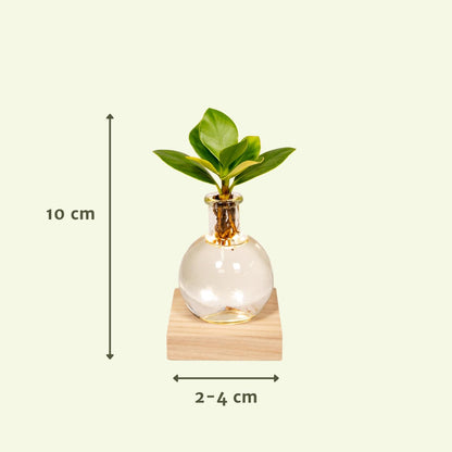 Clusia Hydroponie-Pflanzenmix mit LED Ø10cm