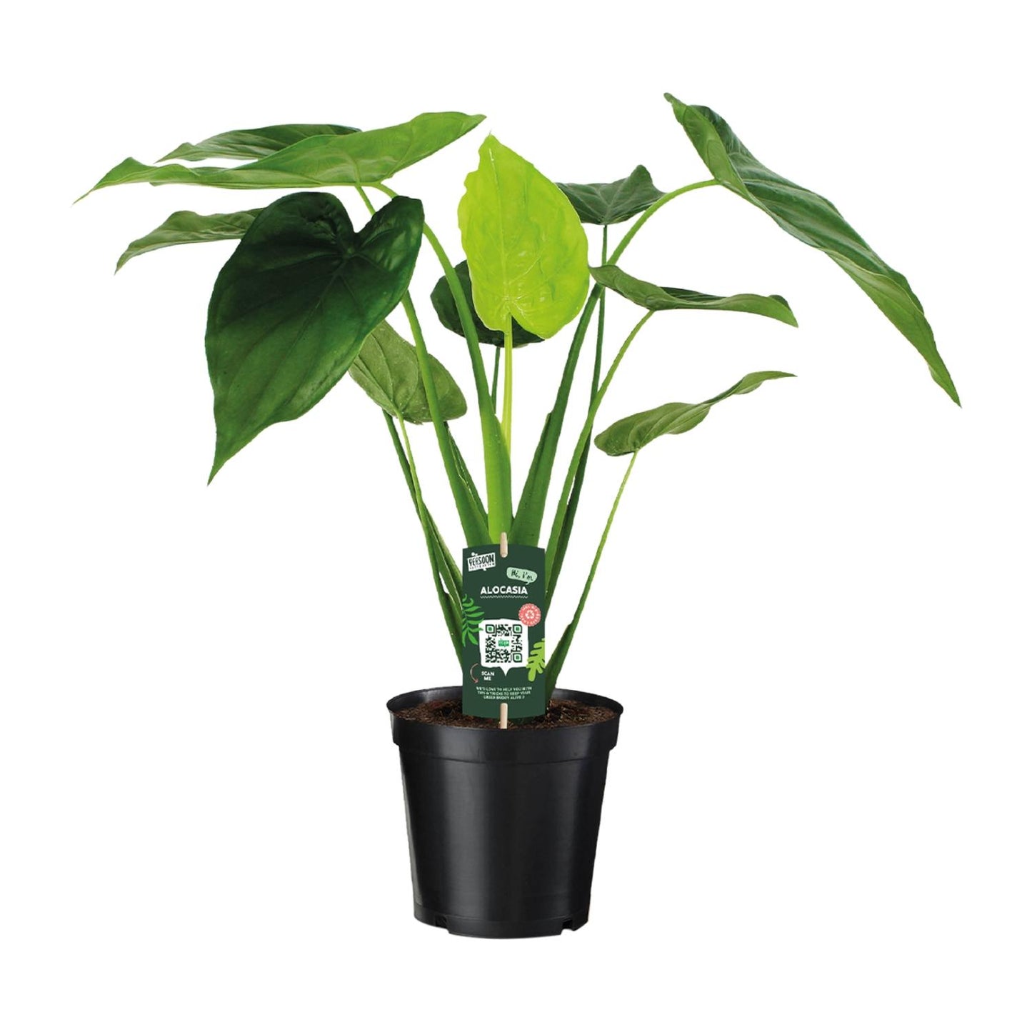Alocasia Cucullata Elefantenohr Ø19cm – Pflegeleicht & Modern
