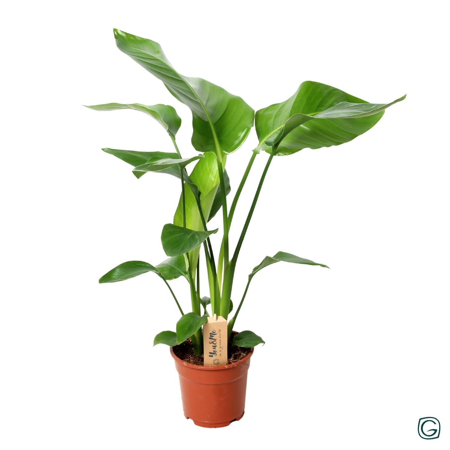 Strelitzia Nicolai – Pflegeleichte Trendpflanze Ø17cm