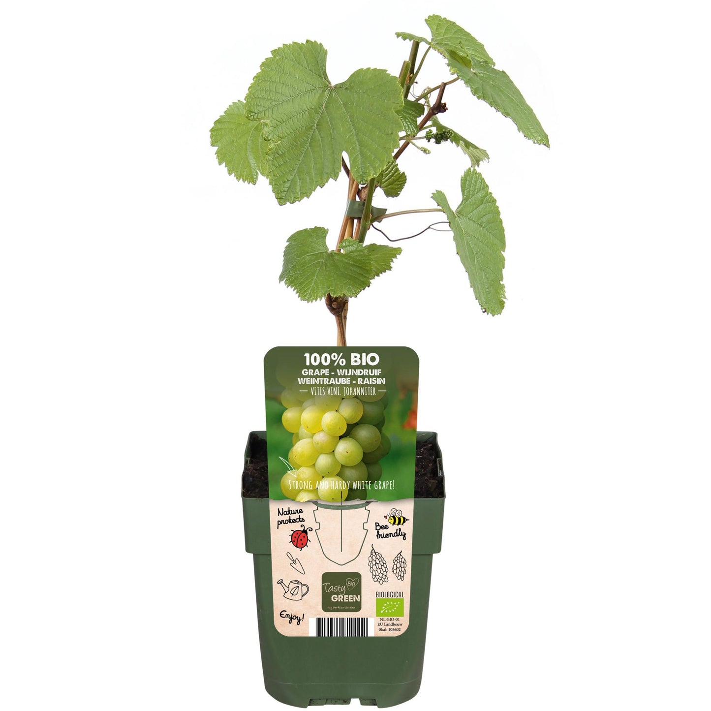 Vitis vinifera 'Johanniter' – Weiße Weinrebe Ø13cm, pflegeleicht & robust