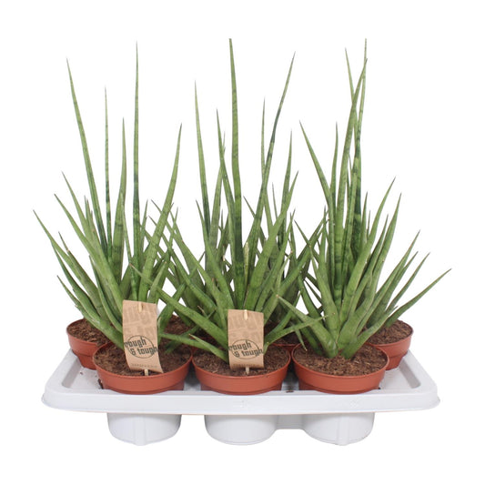 Bogenhanf Gracilis Grey – Pflegeleichte Zimmerpflanze 55 cm