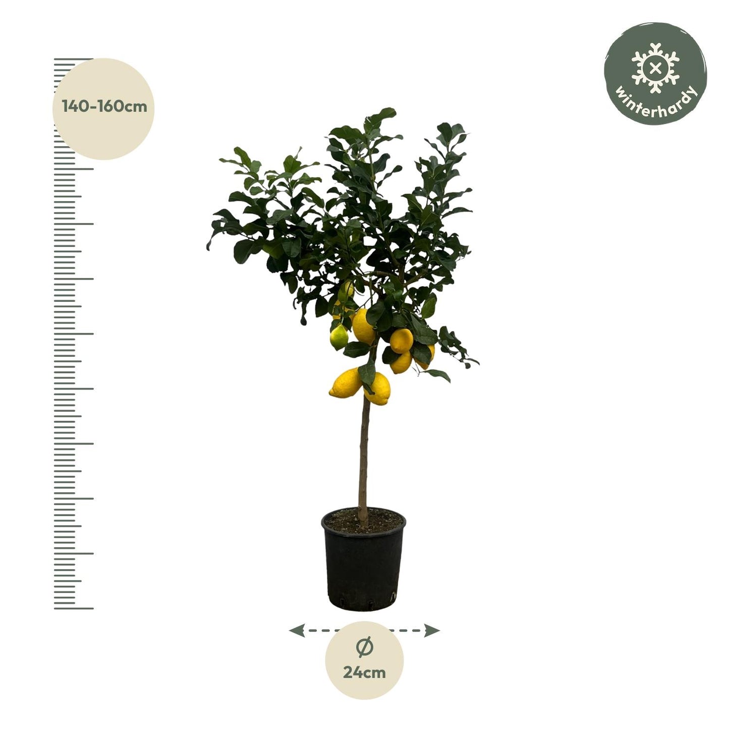Citrus Lemon (Citroenboom) – Duftender Zitrusbaum 150 cm