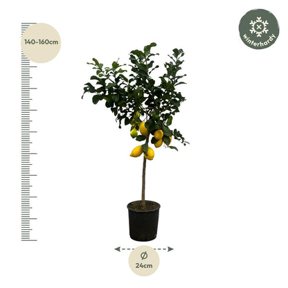 Citrus Lemon (Citroenboom) – Duftender Zitrusbaum 150 cm