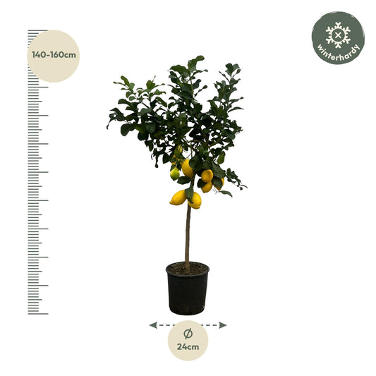 Citrus Lemon (Citroenboom) – Duftender Zitrusbaum 150 cm