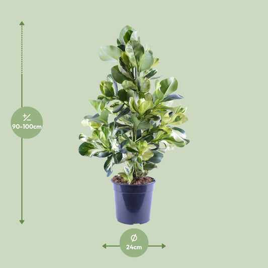 Clusia Rosea White Star – pflegeleichte Zimmerpflanze Ø24cm