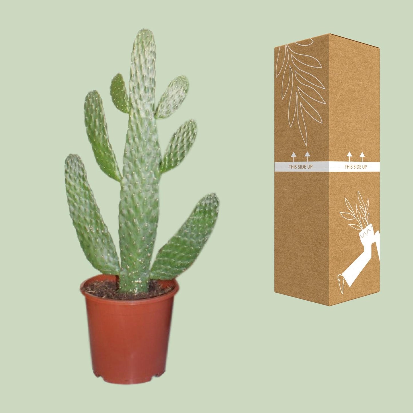 Opuntia Consolea Kaktus – Pflegeleichte Zimmerpflanze Ø17cm