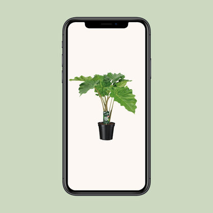 Alocasia Portodora Ø21cm, ca. 90cm hoch – Pflegeleicht & Designstark