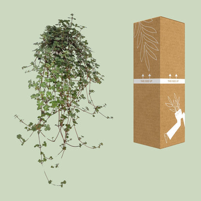 Pilea Glaucophylla – Kanonenpflanze Ø11cm, pflegeleicht & luftreinigend