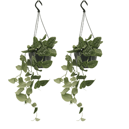 Scindapsus Pictus 2er Set Ø15 cm – Pflegeleichte Kletterpflanze