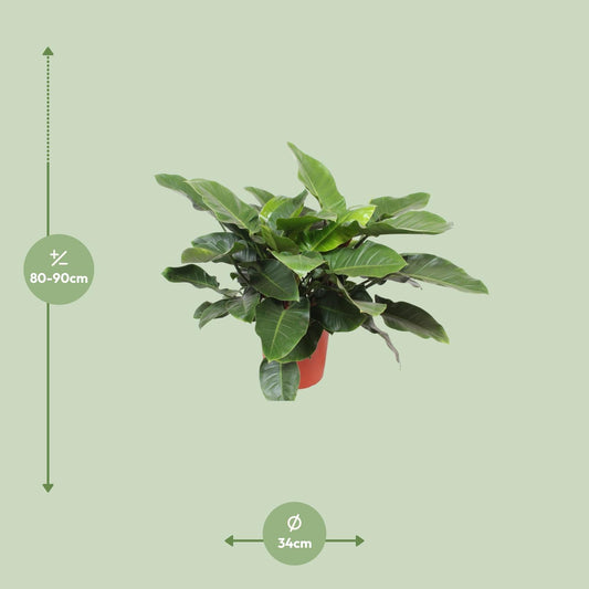 Philodendron Imperial Green – 90 cm pflegeleichte Zimmerpflanze