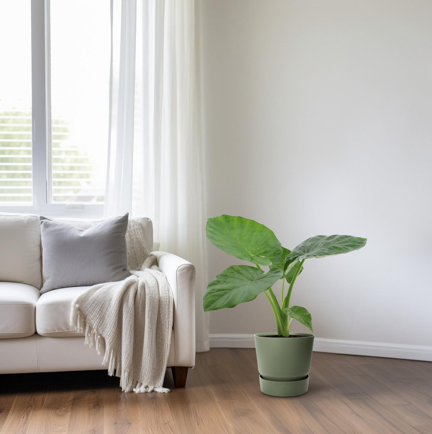 Alocasia Macrorrhiza – Tropische, pflegeleichte Zimmerpflanze Ø17cm