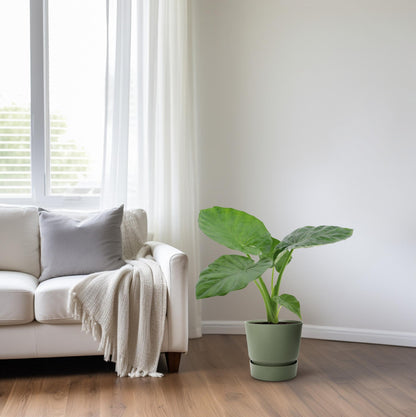 Alocasia Macrorrhiza – Tropische, pflegeleichte Zimmerpflanze Ø17cm