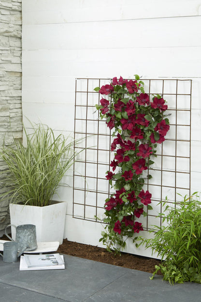 Clematis Nubia – Rote Kletterpflanze für Balkon & Garten