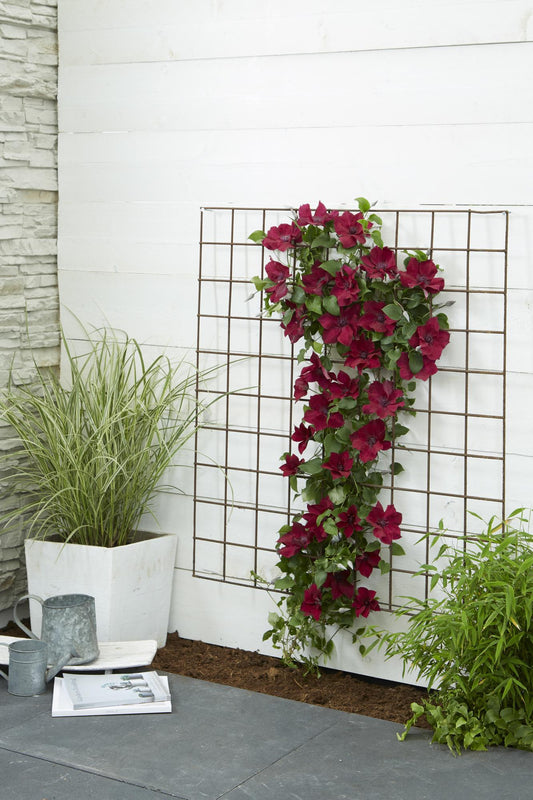 Clematis Nubia – Rote Kletterpflanze für Balkon & Garten