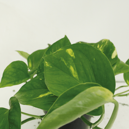 2x Epipremnum Aureum – pflegeleichte Kletterpflanze 20cm