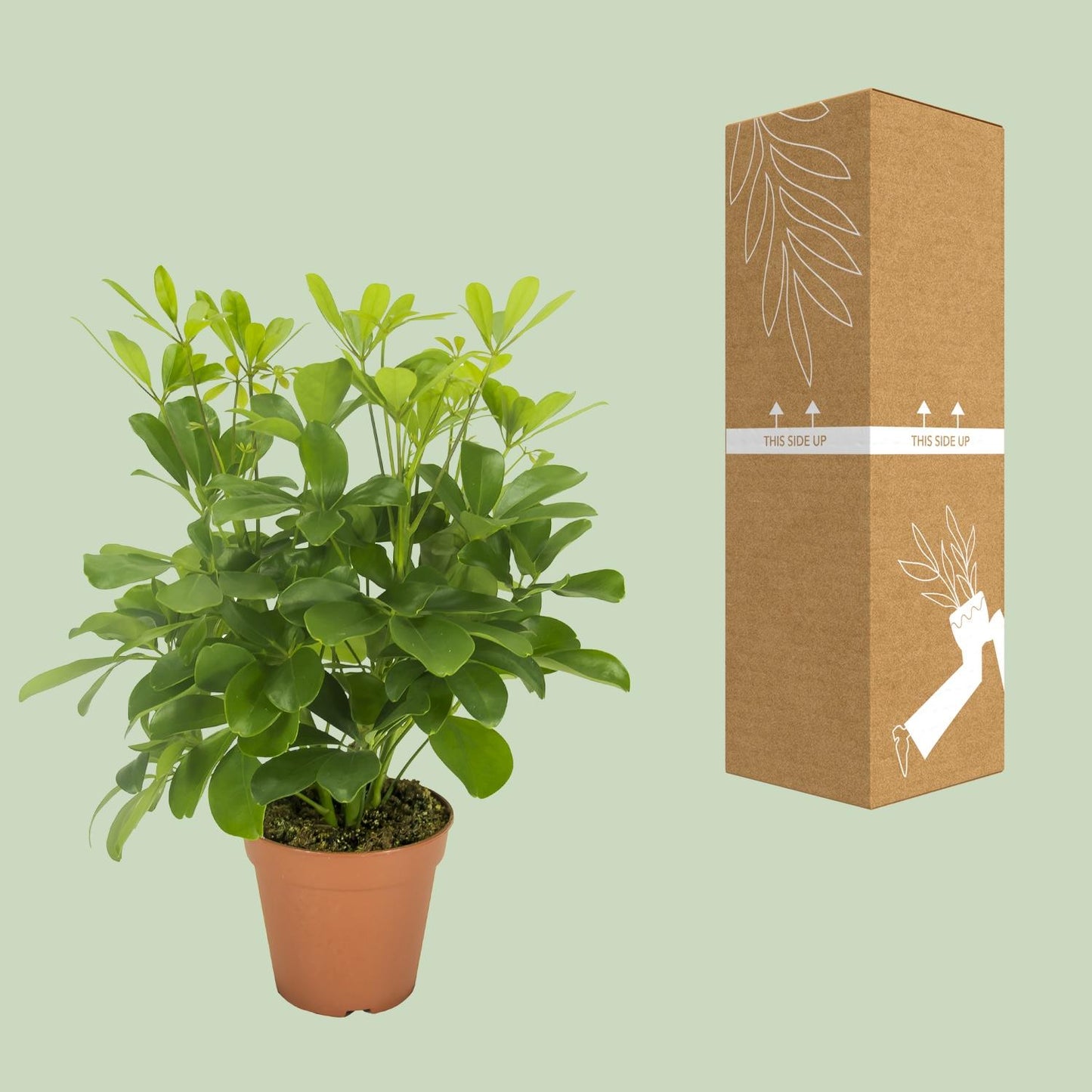 Schefflera Nora – Pflegeleichte, luftreinigende Zimmerpflanze Ø13cm