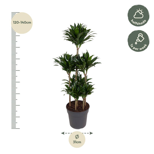 Dracaena Compacta Carrousel – Pflegeleichte Zimmerpflanze 130 cm