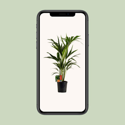 Kentia Palme – Ø19cm, 100cm hohe Zimmerpflanze