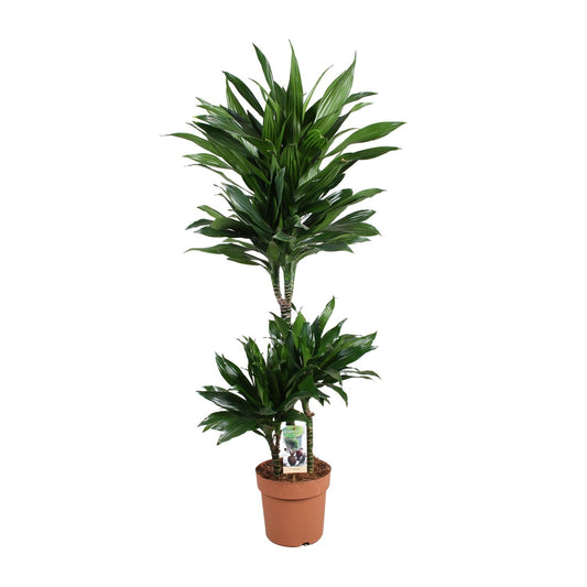 Dracaena Green Jewel – Elegante Zimmerpflanze Ø21cm