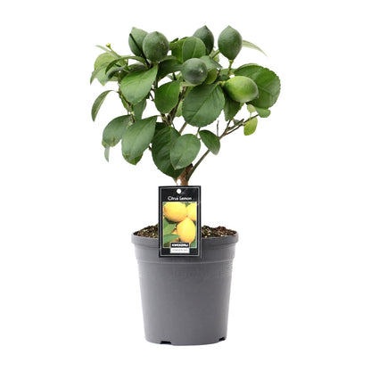 Zitronenbaum auf Stamm Ø15cm – Mediterrane Zimmerpflanze