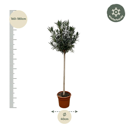 Nerium Oleander auf Stamm mit weißen Blüten – 170 cm