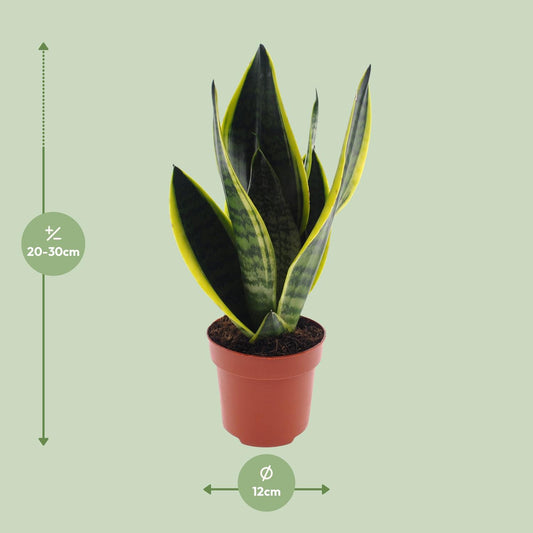 Sansevieria Futura Superba – Pflegeleichte Zimmerpflanze Ø12cm