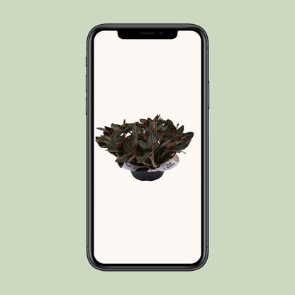 Ludisia discolor – Schwarze Juwelorchidee Ø23 cm, 45 cm hoch