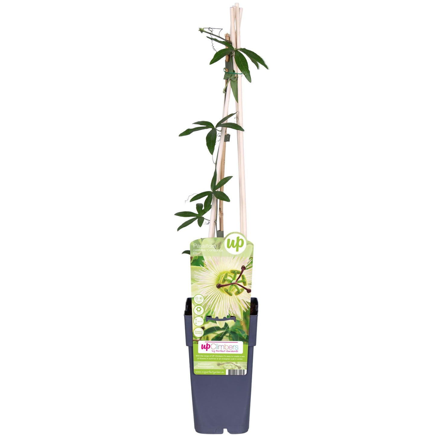 Passiflora caerulea 'Constance Elliot' – Weiße Kletterpflanze Ø15cm
