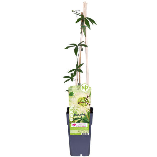 Passiflora caerulea 'Constance Elliot' – Weiße Kletterpflanze Ø15cm