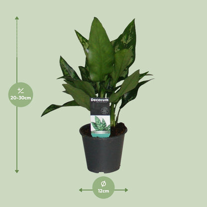 Aglaonema Maria – Pflegeleichte luftreinigende Zimmerpflanze Ø12cm