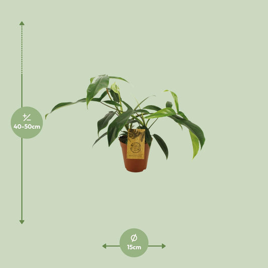 Philodendron 'Bette Waterbury' Ø15cm, ca. 50cm hoch