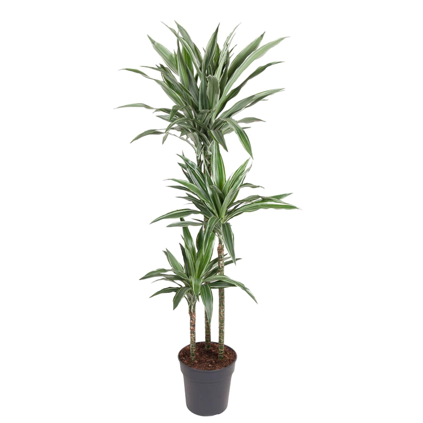 Dracaena Warneckei – Pflegeleichte Zimmerpflanze 100 cm